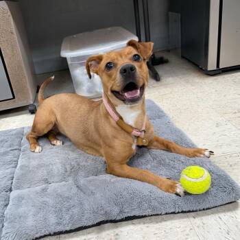 Penny -  Terrier Dog for Adoption in Henderson, Texas - Penny | PetCurious