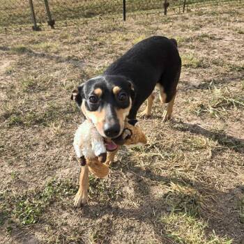 Shepherd Dogs Available for Adoption in Edinburg, Texas - Lola (Laverne) | PetCurious