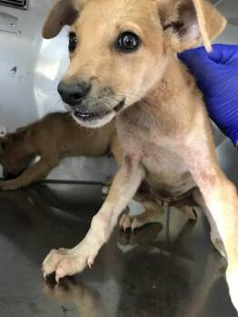 Mixed Breed Dogs Available for Adoption in Dallas, Texas - NIKO | PetCurious