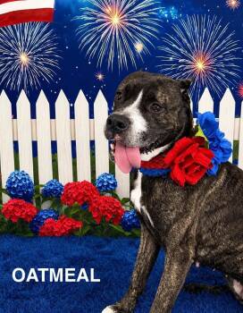 Oatmeal -  Mixed Breed Dog for Adoption in Flint, Michigan - Oatmeal | PetCurious