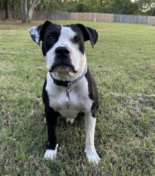 Rescue Mixed Breed Dogs for Adoption in Northwood, New Hampshire - Ollie | PetCurious