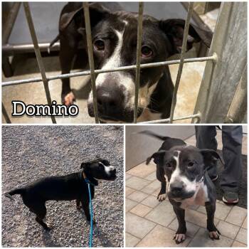 Rescue Pit Bull Terrier Dogs for Adoption in Hollister, Missouri - Domino | PetCurious