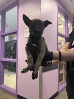 Rescue Belgian Shepherd Sheepdog and Mixed Breed Dogs for Adoption in El Paso, Texas - 59820493 | PetCurious