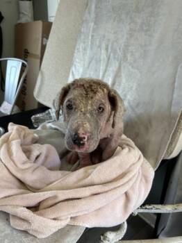 Marlin Perkins -  Labrador Retriever and Mixed Breed Dog for Adoption in West Memphis, Arkansas - Marlin Perkins | PetCurious