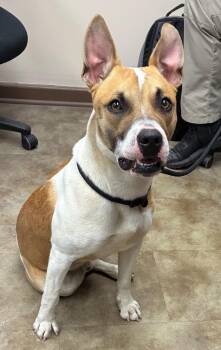 Pit Bull Terrier Dogs Available for Adoption - Joker | PetCurious