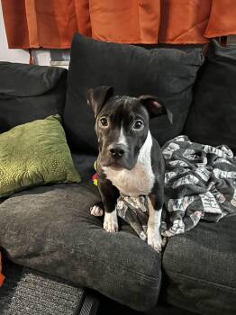 Mixed Breed Dogs Available for Adoption - Mad Max | PetCurious