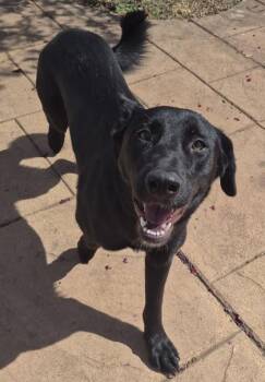 Cricket -  German Shepherd Dog and Mixed Breed Dog for Adoption in Shreveport, Louisiana - Cricket | PetCurious