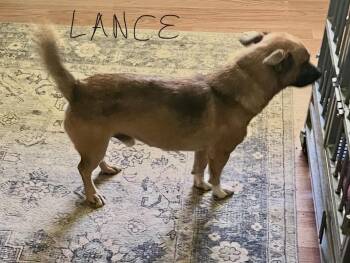 Lance -  Chiweenie Dog for Adoption in Thibodaux, Louisiana - Lance | PetCurious