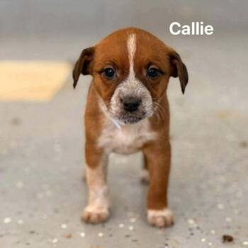 Terrier Dogs Available for Adoption - Callie | PetCurious