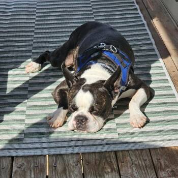Boston Terrier Dogs Available for Adoption in West Des Moines, Iowa - Meatball | PetCurious