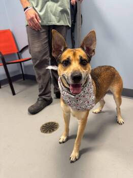 Little Bit -  Terrier Dog for Adoption in Zanesville, Ohio - Little Bit | PetCurious