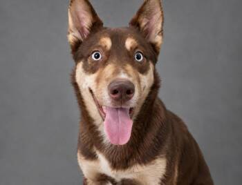 Tabitha -  Husky and Mixed Breed Dog for Adoption in Hardeeville, South Carolina - Tabitha | PetCurious