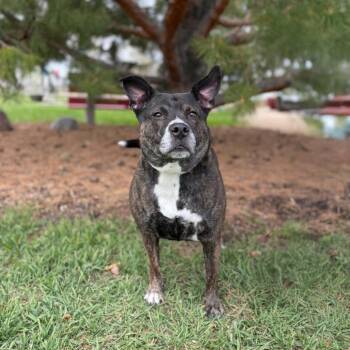 Pit Bull Terrier Dogs Available for Adoption in Fargo, North Dakota - Baby Girl--In Foster | PetCurious