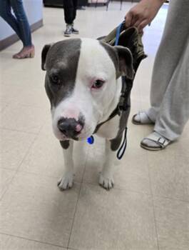 SATURN -  Pit Bull Terrier Dog for Adoption in Killeen, Texas - SATURN | PetCurious