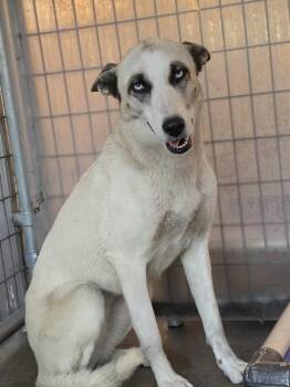 Siberian Husky Dogs Available for Adoption - Midge | PetCurious