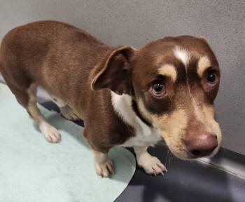 Jack Russell Terrier and Basset Hound Dogs Available for Adoption in Walnutport, Pennsylvania - Branson | PetCurious