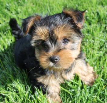 Yorkshire Terrier and Terrier Dogs Available for Adoption in London, Ontario - Pearl -  Wiry Coat | PetCurious