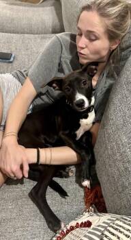 Dalaira -  Mixed Breed Dog for Adoption in Chamblee, Georgia - Dalaira | PetCurious