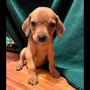 Chihuahua Dogs Available for Adoption in Midlothian, Virginia - Stagecoach | PetCurious