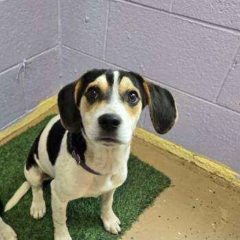 Hound Dogs Available for Adoption in Newport, Tennessee - Karen (Purple Collar) | PetCurious