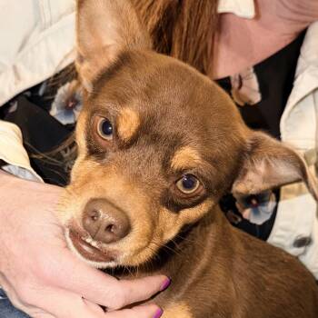 Chihuahua and Miniature Pinscher Dogs Available for Adoption in Ridgefield, Washington - Mr. Wonderful Pinto | PetCurious