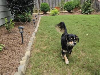 Tucker Thomas -  Dachshund and Cavalier King Charles Spaniel Dog for Adoption in Milton, Georgia - Tucker Thomas | PetCurious