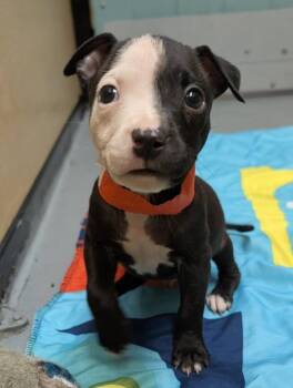 Tokopah -  Mixed Breed Dog for Adoption in Warren, Michigan - Tokopah | PetCurious