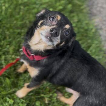 Felix -  Chihuahua and Mixed Breed Dog for Adoption in Marysville, Ohio - Felix | PetCurious