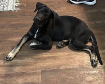 Rescue Shepherd Dogs for Adoption in Pottstown, Pennsylvania - Marcus | PetCurious