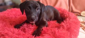 Chewbarka -  Labrador Retriever and Pomeranian Dog for Adoption in Phoenix, Arizona - Chewbarka | PetCurious