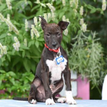 Vega -  Terrier and Labrador Retriever Dog for Adoption in Wake Forest, North Carolina - Vega | PetCurious