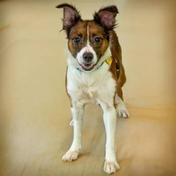ELIANA -  Australian Shepherd and Mixed Breed Dog for Adoption in St. Louis, Missouri - ELIANA | PetCurious