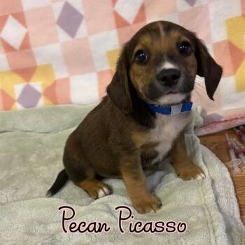 Pecan Picasso -  Mixed Breed Dog for Adoption in Hillsboro, Ohio - Pecan Picasso | PetCurious