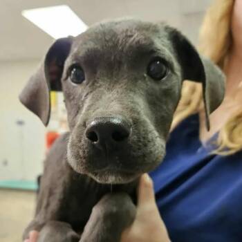 Rescue Mixed Breed Dogs for Adoption in Enterprise, Alabama - 251113K043 - Renee Rapp | PetCurious