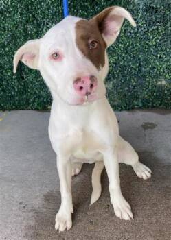 61751189 -  Terrier and Mixed Breed Dog for Adoption in El Paso, Texas - 61751189 | PetCurious