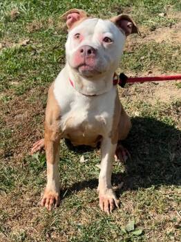 Hennesey -  Pit Bull Terrier Dog for Adoption in Springfield, Illinois - Hennesey | PetCurious