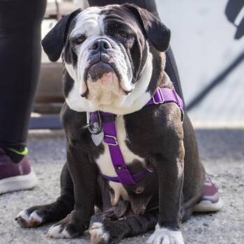 American Bulldog Dogs Available for Adoption in Los Angeles, California - Elizabeth Taylor | PetCurious