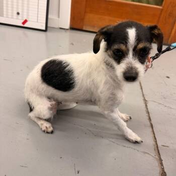 SHELBIE -  Terrier and Mixed Breed Dog for Adoption in Richmond, California - SHELBIE | PetCurious