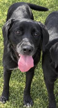 Mickey -  Labrador Retriever and Mixed Breed Dog for Adoption in Zimmerman, Minnesota - Mickey | PetCurious
