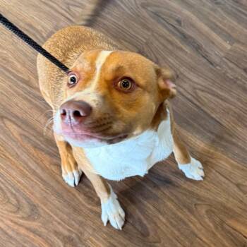 Freddy Krueger AKA Koda 9846 -  American Bulldog and Terrier Dog for Adoption in Loxahatchee Groves, Florida - Freddy Krueger AKA Koda 9846 | PetCurious