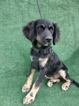 Enzo -  Cocker Spaniel and German Shepherd Dog Dog Available for Adoption - Enzo | PetCurious