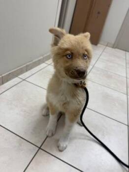 Australian Shepherd and Mixed Breed Dogs Available for Adoption in Farmers Branch, Texas - Amelia | PetCurious