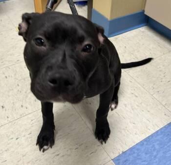 Elena -  Pit Bull Terrier and Boxer Dog for Adoption in Sioux City, Iowa - Elena | PetCurious