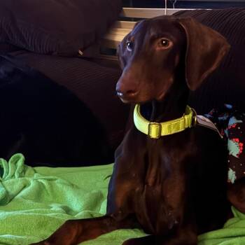 Dobby -  Doberman Pinscher Dog for Adoption in Sunrise, Florida - Dobby | PetCurious