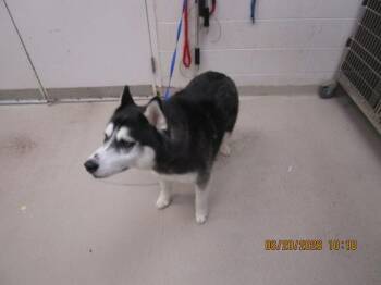 Pi(856) -  Siberian Husky Dog for Adoption in Marietta, Georgia - Pi(856) | PetCurious
