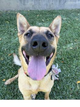 Marshall -  German Shepherd Dog and Cattle Dog Dog for Adoption in Irvine, California - Marshall | PetCurious