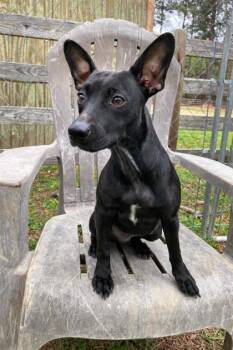 Chihuahua and Mixed Breed Dogs Available for Adoption - 04213b Cher | PetCurious