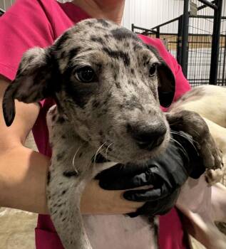 Evangeline -  Catahoula Leopard Dog Dog for Adoption in Crystal Springs, Mississippi - Evangeline | PetCurious