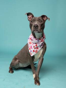 Bing Bong -  Pit Bull Terrier and Mixed Breed Dog for Adoption in Atlanta, Georgia - Bing Bong | PetCurious