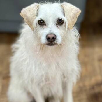 Benji -  Wirehaired Terrier Dog for Adoption in Cranford, New Jersey - Benji | PetCurious